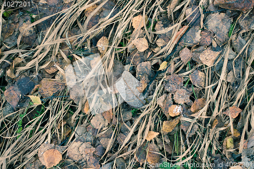 Image of Dry Leaf On Ground