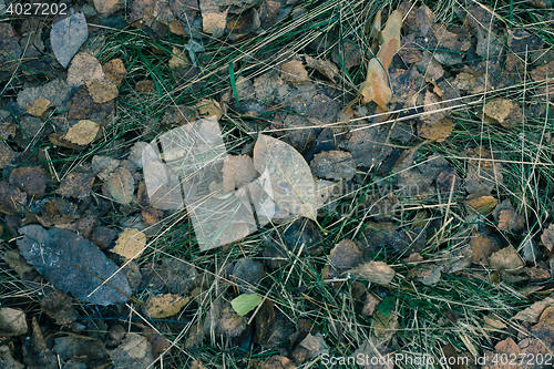 Image of Dry Leaf On Ground