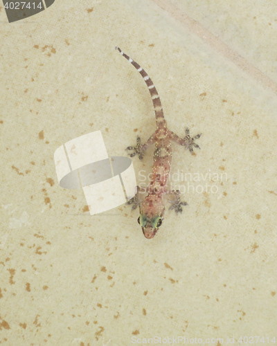 Image of Lizard