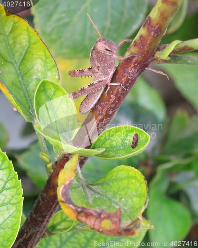 Image of Grasshopper