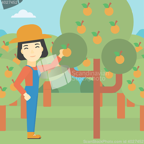 Image of Farmer collecting oranges vector illustration.