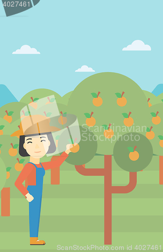 Image of Farmer collecting oranges vector illustration.