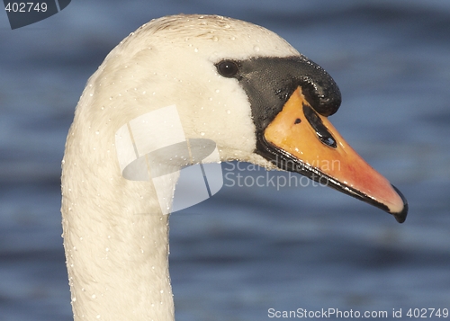 Image of Swan