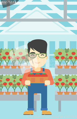 Image of Farmer collecting tomatos vector illustration.