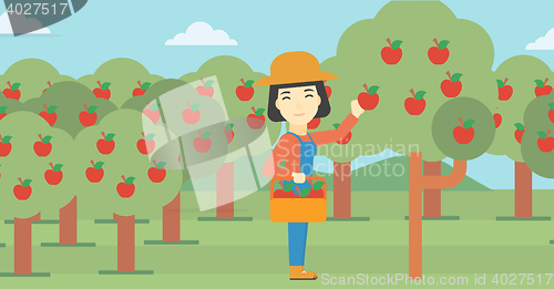 Image of Farmer collecting apples vector illustration.