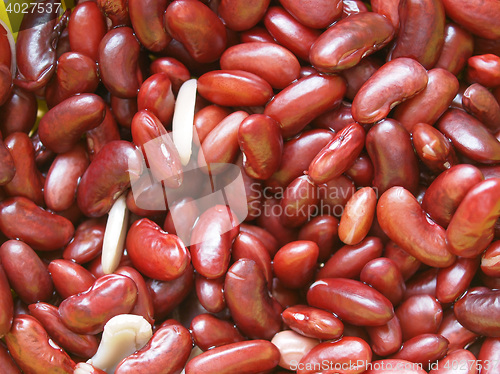 Image of Kidney beans legumes vegetables