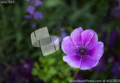 Image of Purple Flower