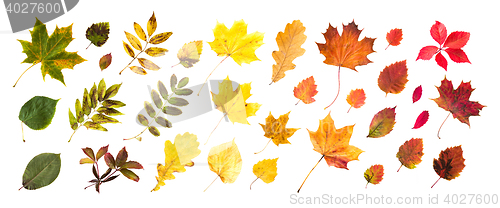 Image of collection of beautiful colored autumn leaves