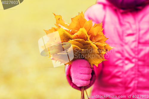 Image of close up of girl with maple leaves bunch outdoors
