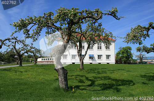 Image of Fruit trees