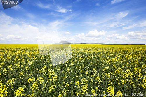 Image of flowering canola. spring