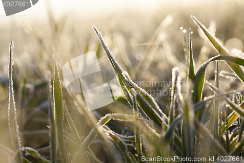 Image of young grass plants, close-up