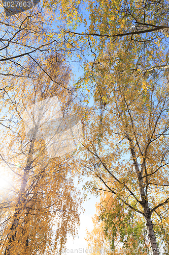 Image of birch tree in autumn