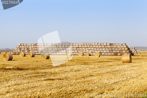 Image of haystacks in a field of straw