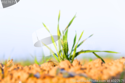 Image of field with young wheat