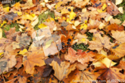 Image of Autumn Park, overcast