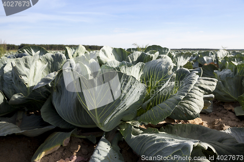 Image of green cabbage field