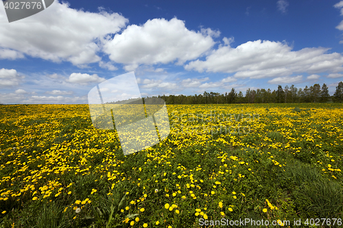 Image of yellow dandelions in spring season