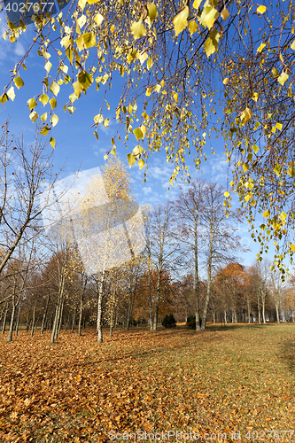 Image of yellowing leaves on the trees