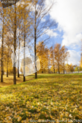 Image of autumn foliage , defocus