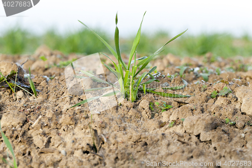 Image of young grass plants, close-up