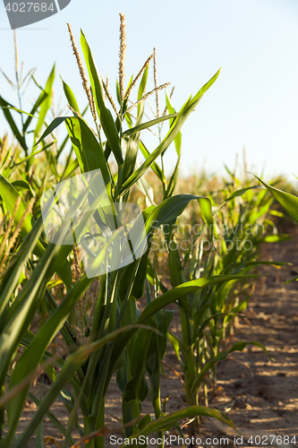 Image of Green immature corn