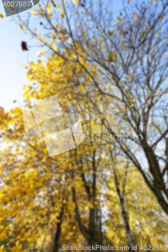 Image of birch tree in autumn