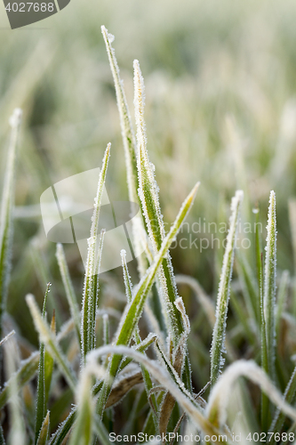 Image of young grass plants, close-up