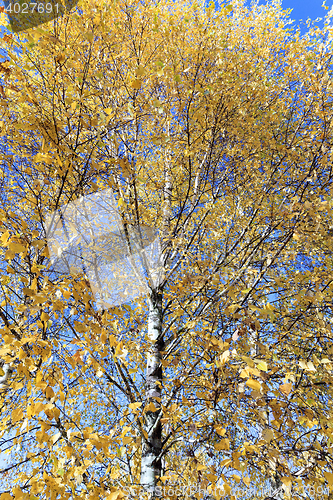 Image of birch tree in autumn