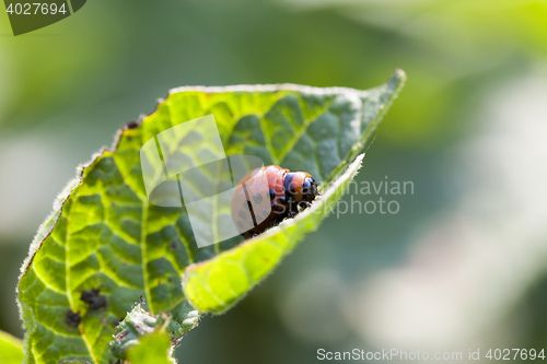 Image of Colorado potato beetle on potatoes