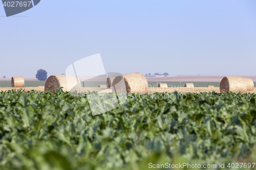 Image of straw in the field