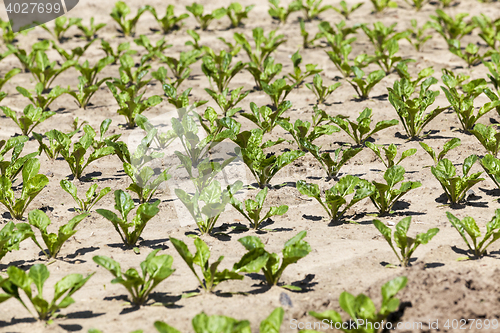 Image of beetroot sprouts in the spring