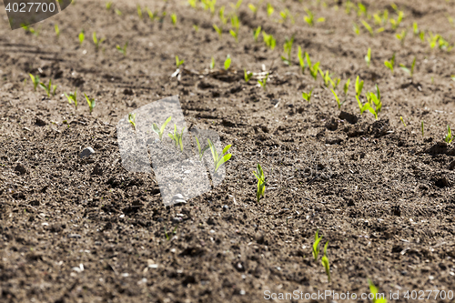 Image of Field of green corn