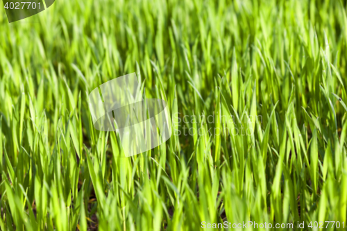 Image of green wheat, close-up
