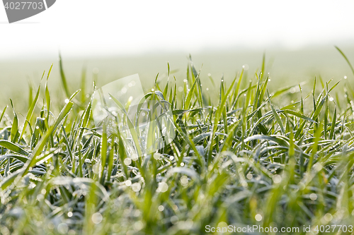 Image of young grass plants, close-up