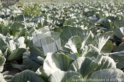 Image of green cabbage field