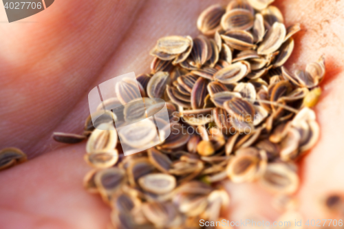 Image of mature seeds of dill