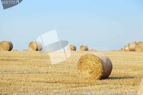 Image of stack of straw in the field