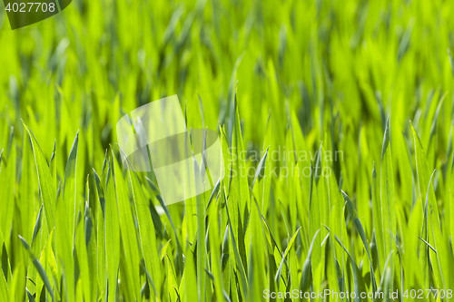 Image of green field with cereal