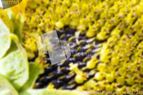 Image of photographed close-up of a sunflower