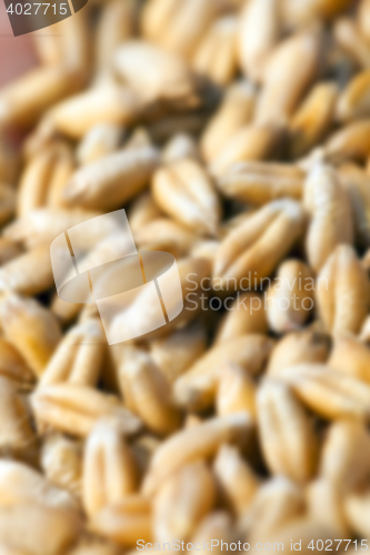 Image of wheat, close up