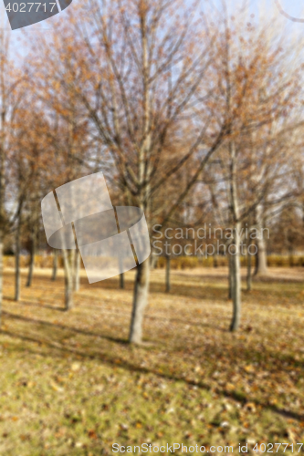 Image of autumn in the park