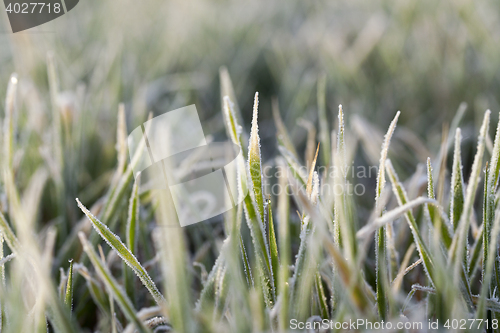 Image of young grass plants, close-up