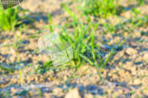 Image of field with young wheat