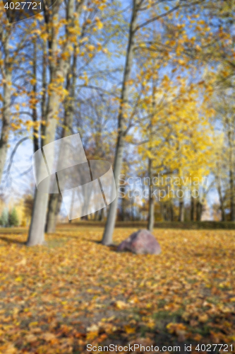 Image of birch tree in autumn