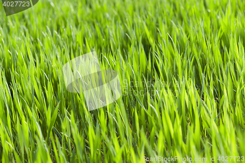 Image of Field of wheat