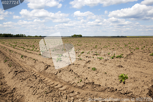 Image of potato field, spring