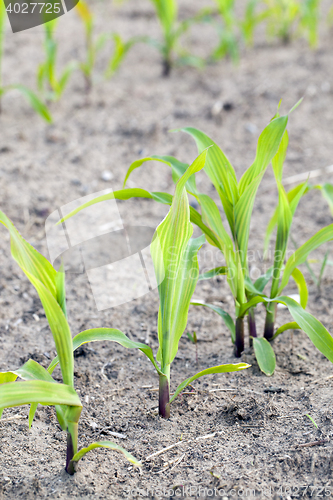 Image of corn field. Spring