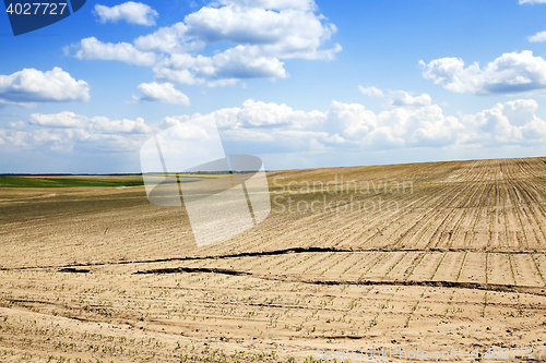 Image of Field of green corn