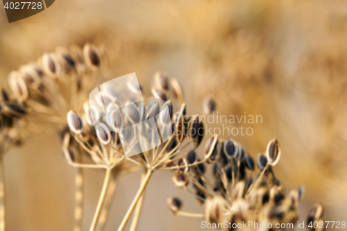 Image of brown fennel stalk